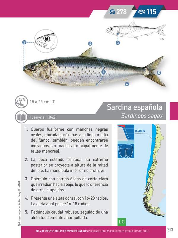 Sardinops sagax - sardina española