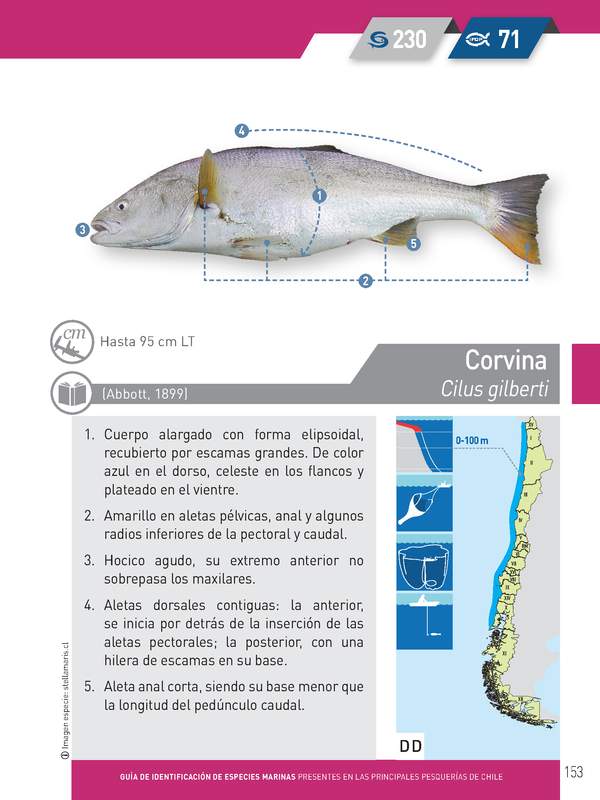 Cilus gilberti- Corvina