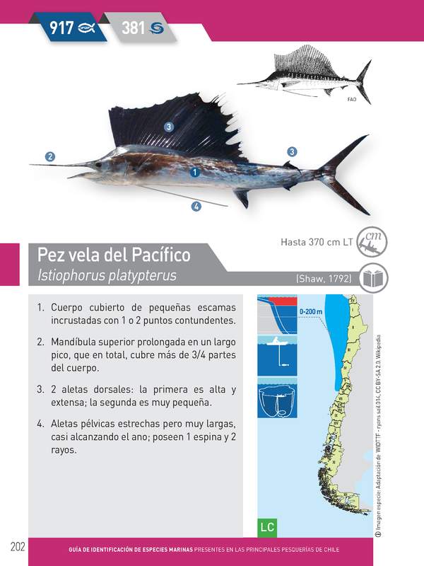 Istiophorus platypterus - Pez vela del pacífico