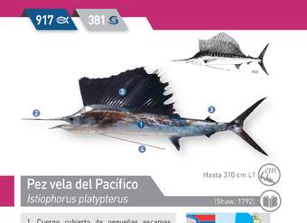 Istiophorus platypterus - Pez vela del pacífico
