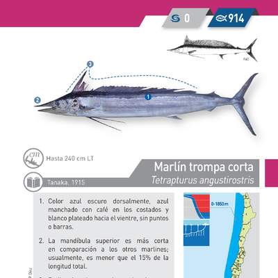 Tetrapturus angustirostris - Marlín trompa corta