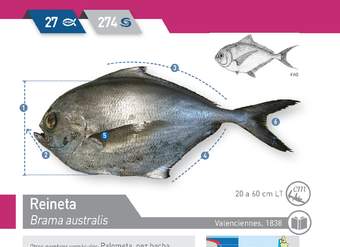 Brama australis - Reineta