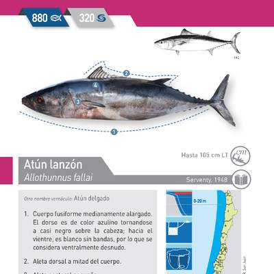 Allothunnus fallai - Atún lanzón