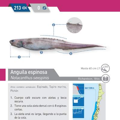 Notacanthus sexspinis - Anguila espinosa
