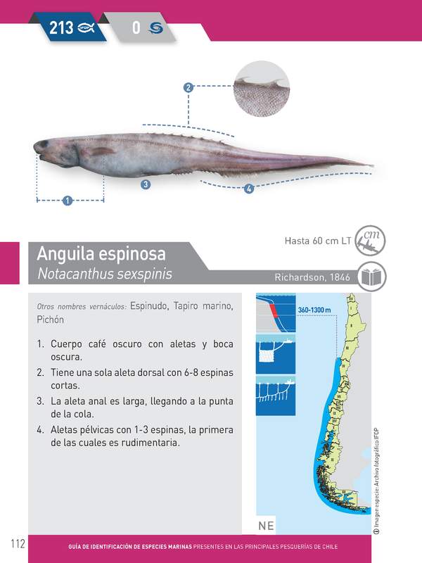 Notacanthus sexspinis - Anguila espinosa