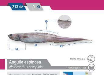 Notacanthus sexspinis - Anguila espinosa