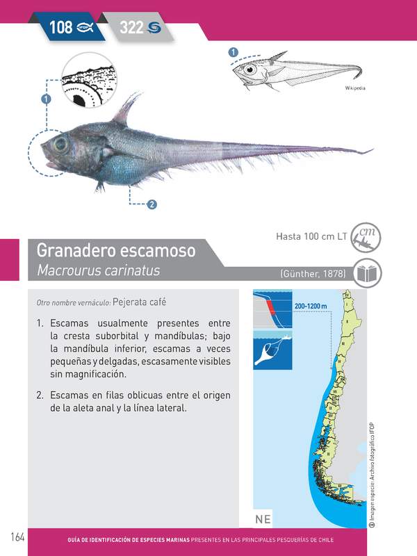 Macrourus carinatus - Granadero escamoso