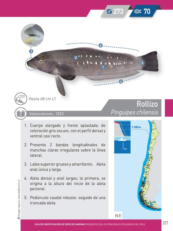 Pinguipes chilensis - Rollizo