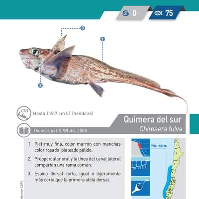 Chimaera fulva - Quimera del sur