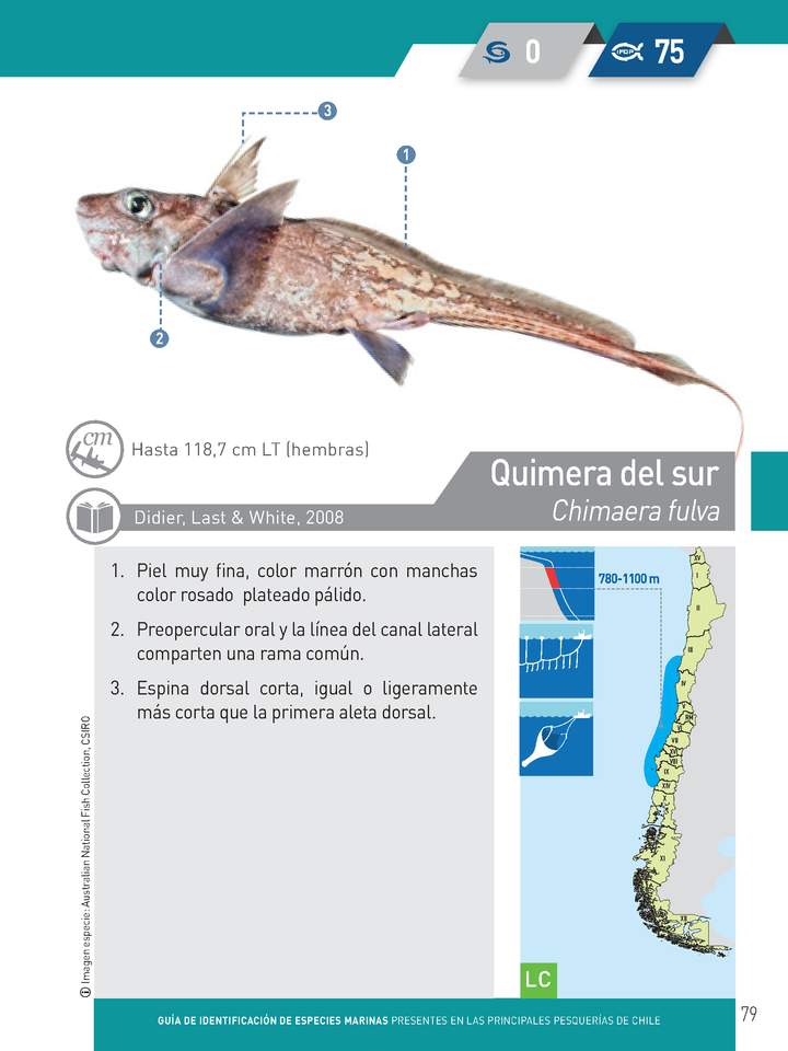 Chimaera fulva - Quimera del sur