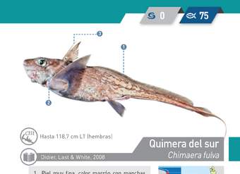 Chimaera fulva - Quimera del sur