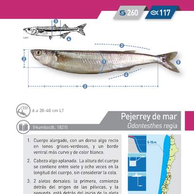 Odontesthes regia - Pejerrey de mar