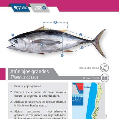 Thunnus obesus - Atún ojos grandes