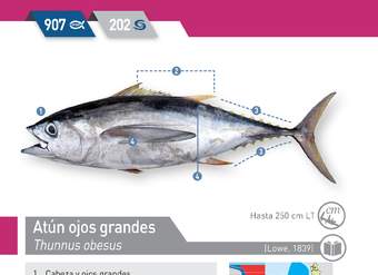 Thunnus obesus - Atún ojos grandes