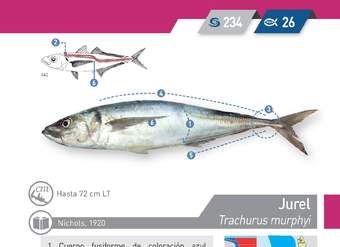 Trachurus murphyi - Jurel