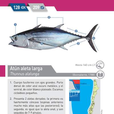 Thunnus alalunga - Atún aleta larga