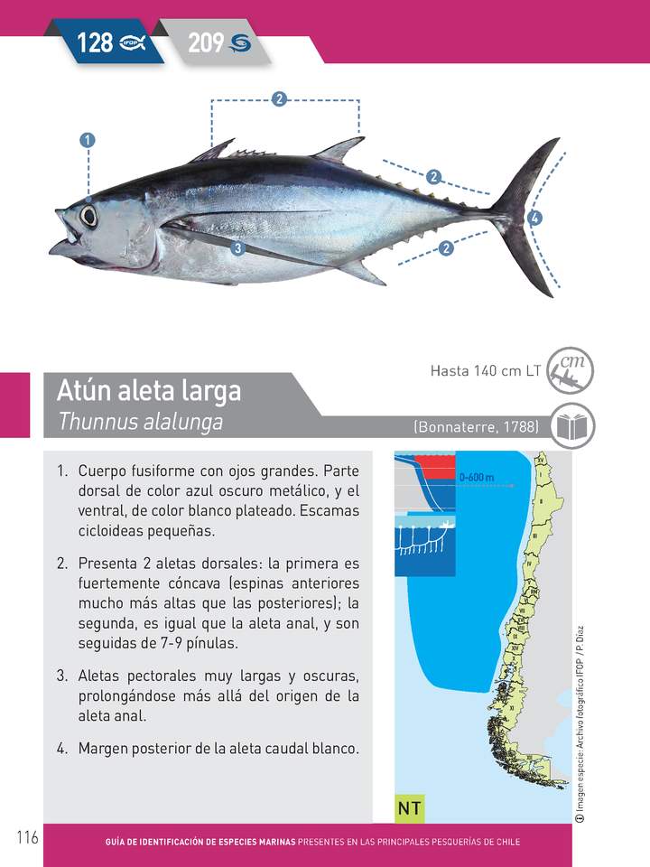 Thunnus alalunga - Atún aleta larga