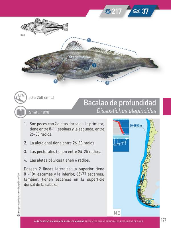 Dissostichus eleginoides - Bacalao de profundidad