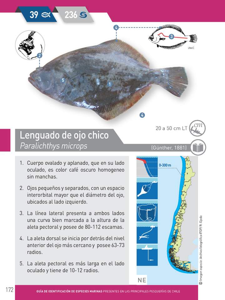 Paralichthys microps - Lenguado de ojo chico