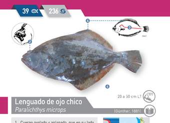 Paralichthys microps - Lenguado de ojo chico