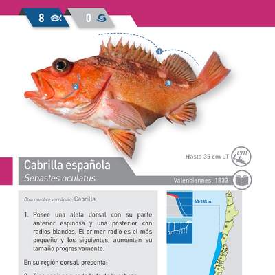 Sebastes oculatus - Cabrilla española