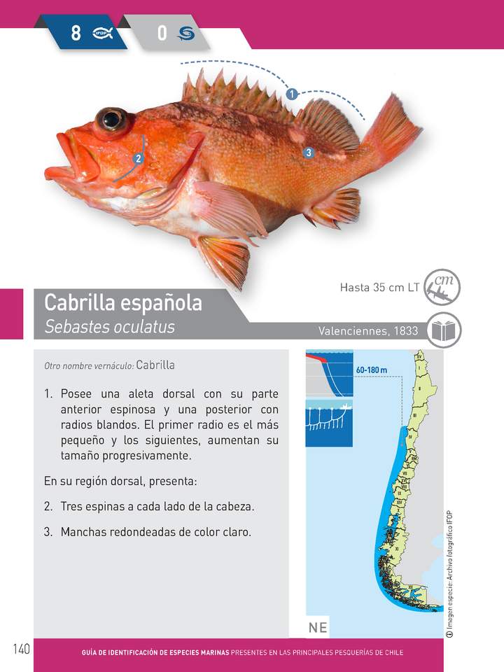 Sebastes oculatus - Cabrilla española