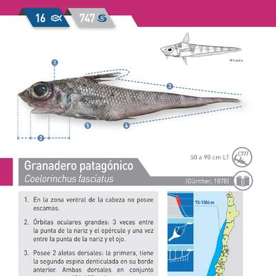 Coelorinchus fasciatus - Granadero patagónico
