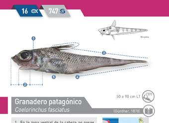 Coelorinchus fasciatus - Granadero patagónico