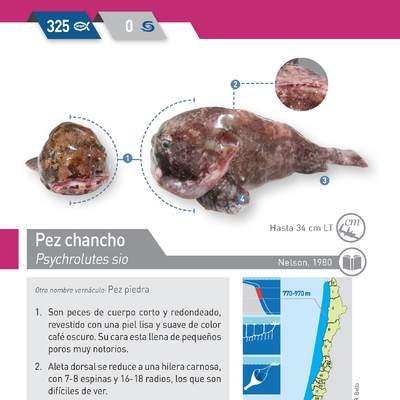 Psychrolutes sio - Pez chancho