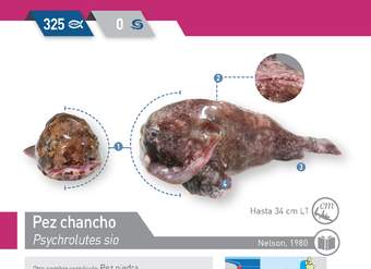 Psychrolutes sio - Pez chancho