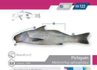 Menticirrhus ophicephalus - Pichiguén