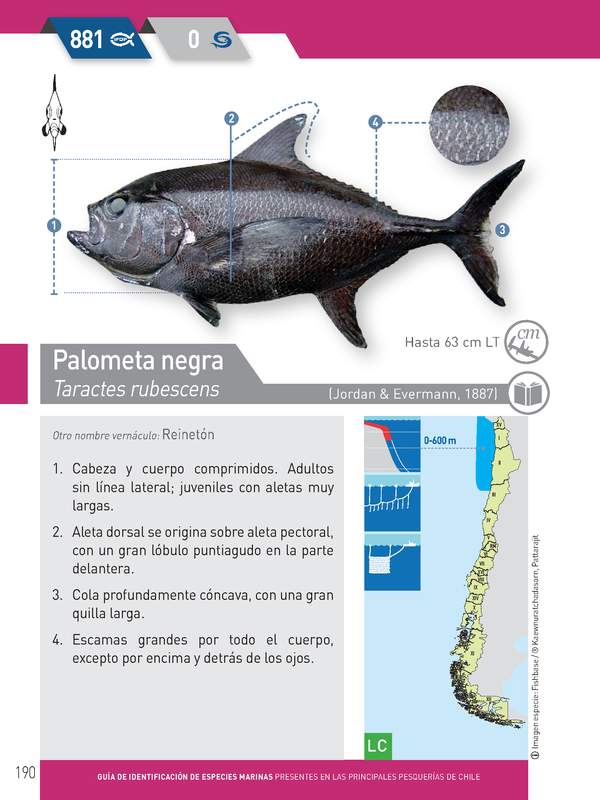 Taractes rubescens - Palometa negra