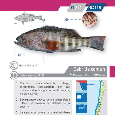 Paralabrax humeralis - Cabrilla común