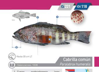 Paralabrax humeralis - Cabrilla común