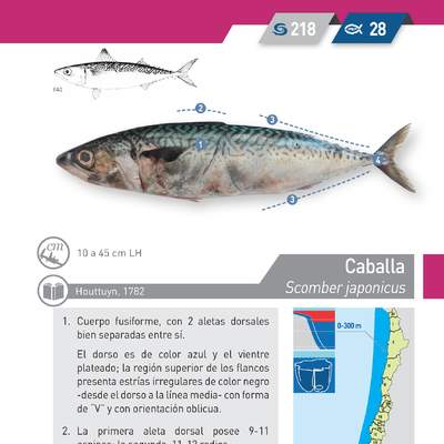 Scomber japonicus - Caballa