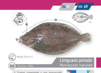 Macruronus magellanicus - Merluza de cola