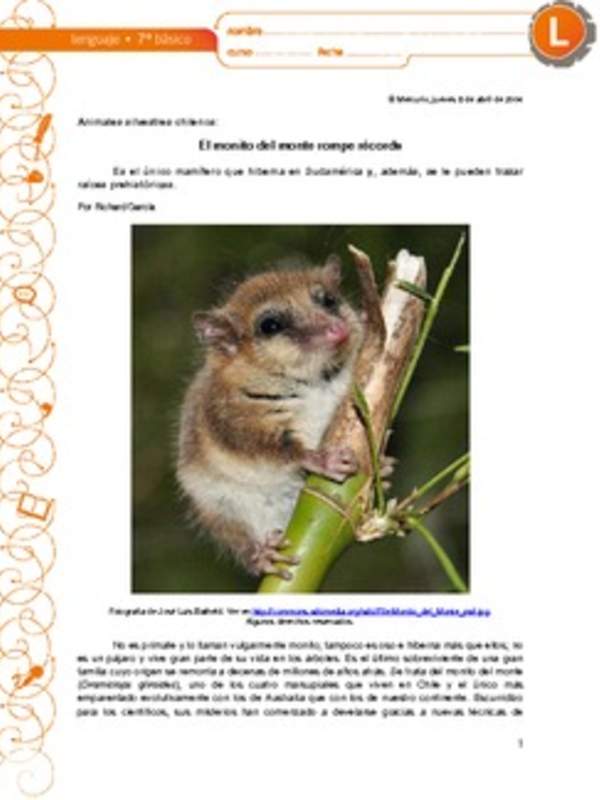 El monito del monte rompe récords