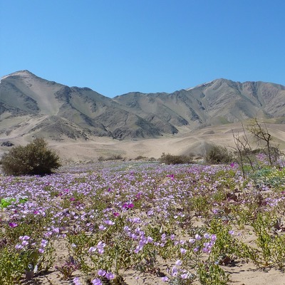 Desierto florido, Copiapó.