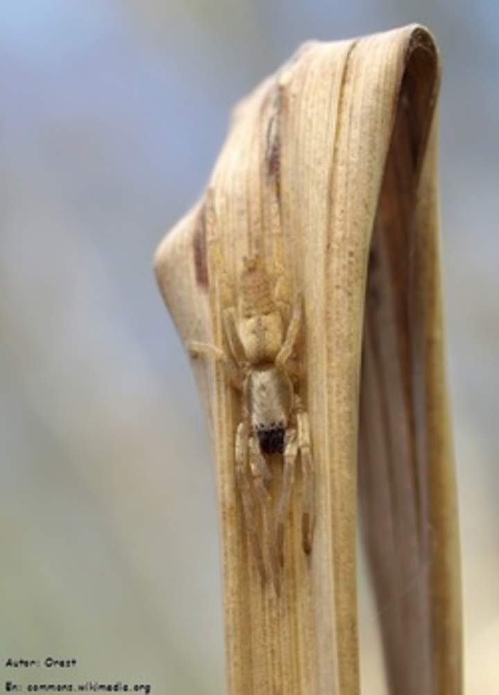 Araña camuflada