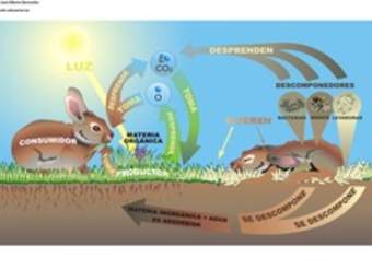 Ciclo de vida de la materia