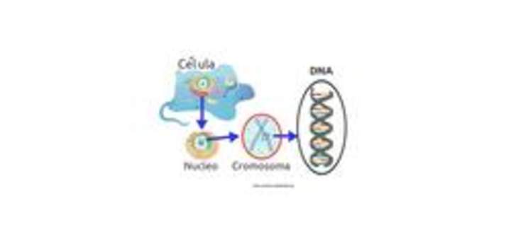 Desde la célula al ADN