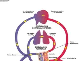 Diagrama del sistema circulatorio