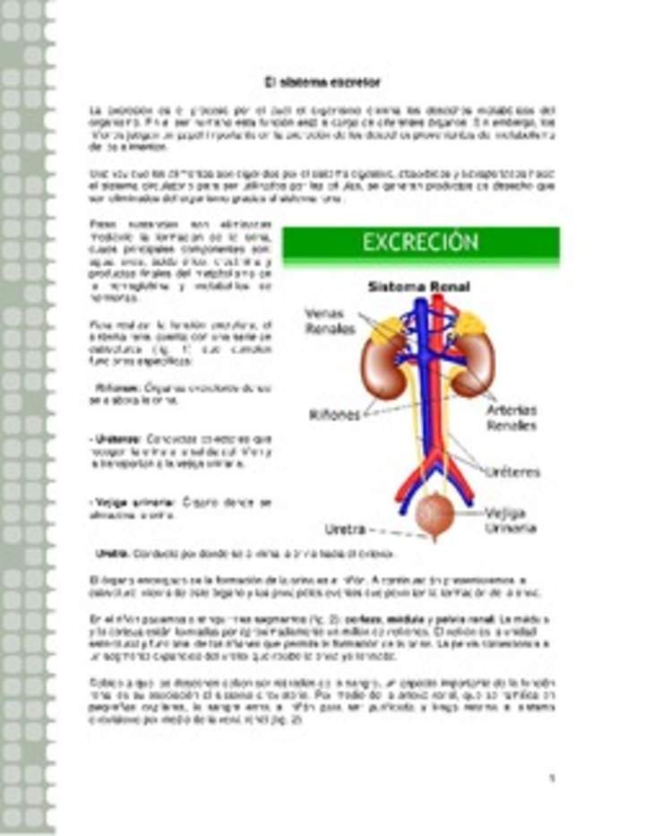 Sistema excretor