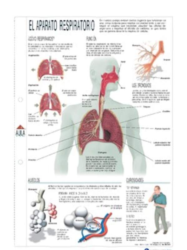 Aparato respiratorio