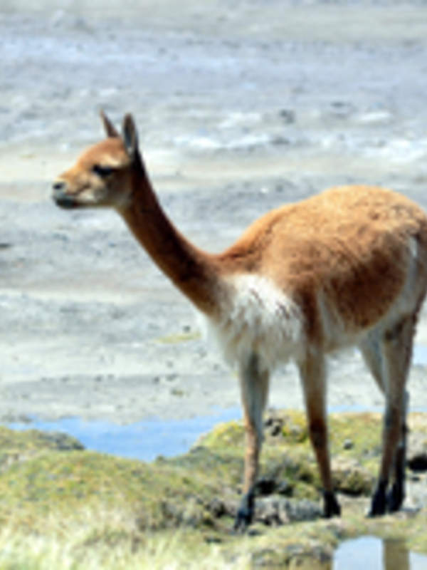 Guanaco