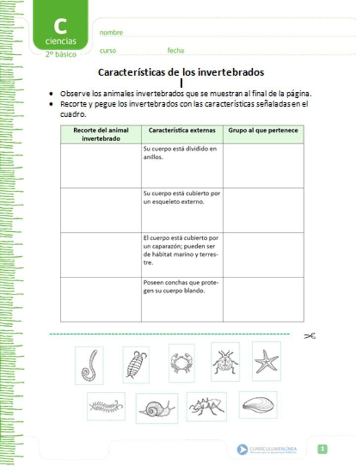 Características de los invertebrados