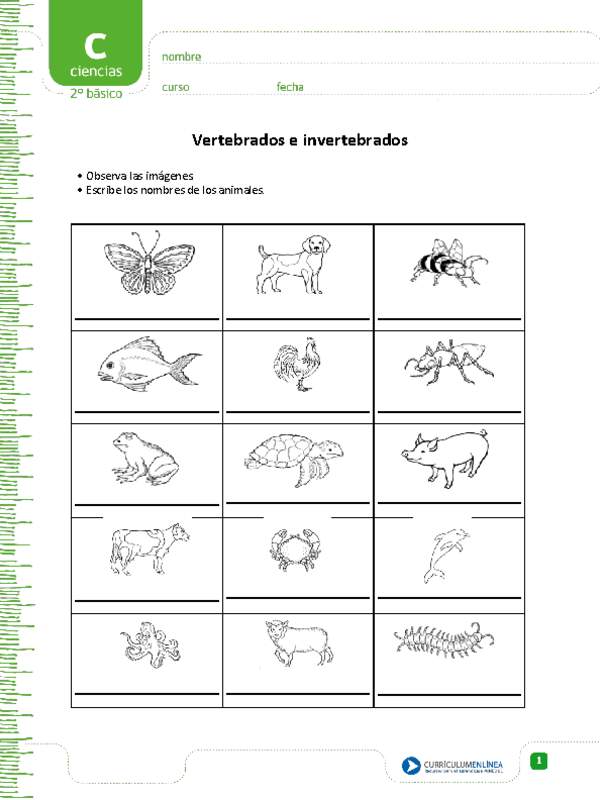 Vertebrados e invertebrados