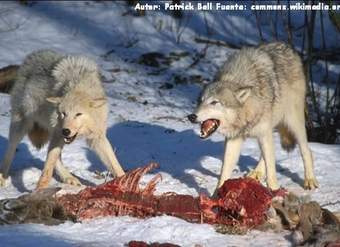 Competencia intraespecífica entre lobos por una presa