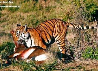 Depredación tigre presa