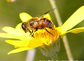 Mutualismo abeja en flor